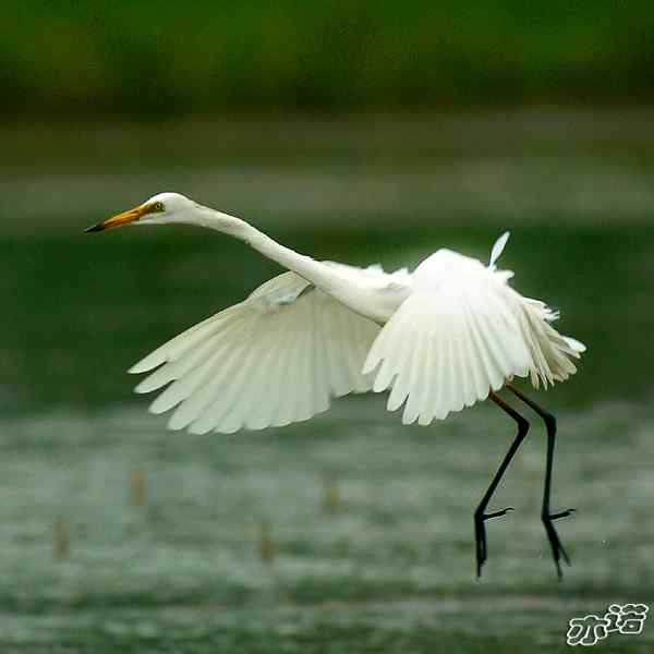 得而复失的白鹭