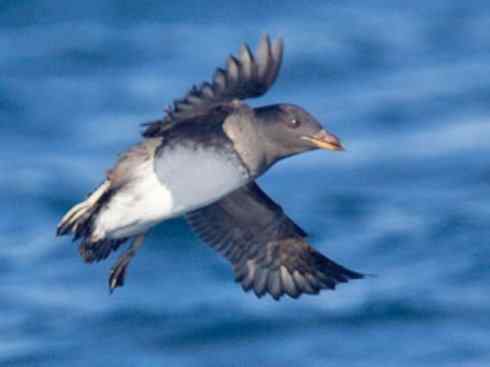 奇特的盔：角嘴海雀