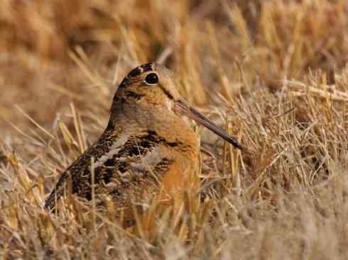 鸟类之最:小丘鹬 鸟类之最:小丘鹬