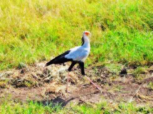 猎奇：十大奇异鸟类之三