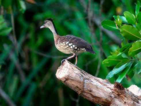欣赏:美丽的树鸭 欣赏:美丽的树鸭