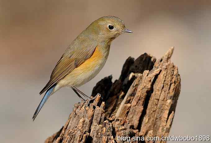 这个红红很有趣儿