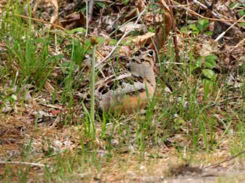 鸟类之最:小丘鹬 鸟类之最:小丘鹬