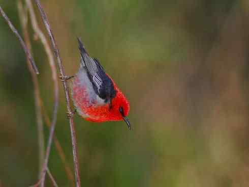 极品红色鸟类：绯红摄蜜鸟