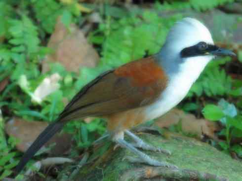 家禽驯化之源之十六