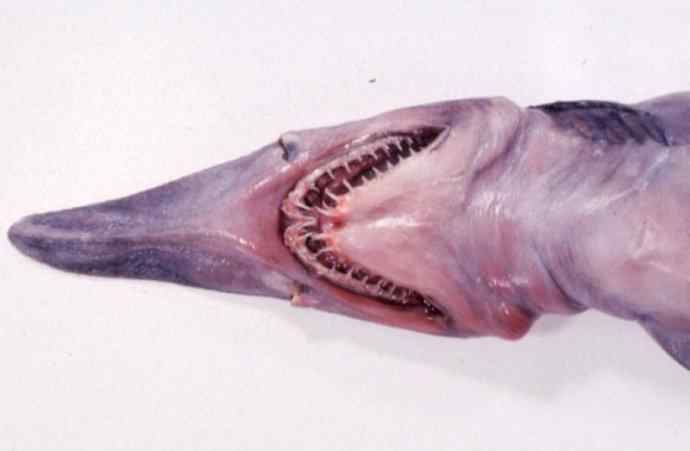 鱼类活化石：魔鬼鲨