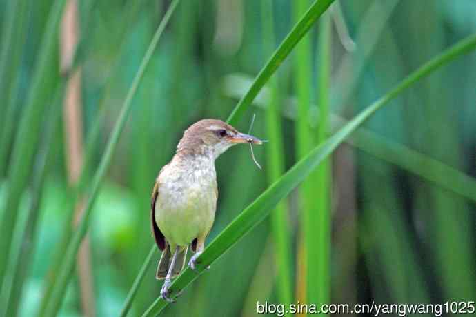 捕捉到豆娘的东方大苇莺