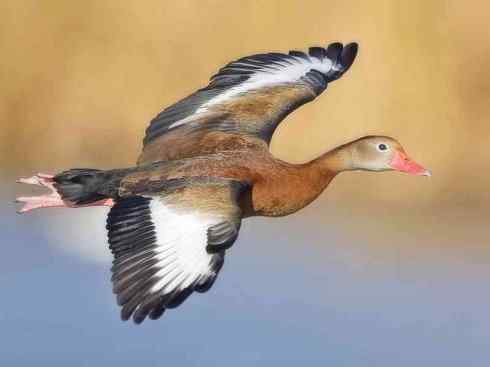 欣赏:美丽的树鸭 欣赏:美丽的树鸭