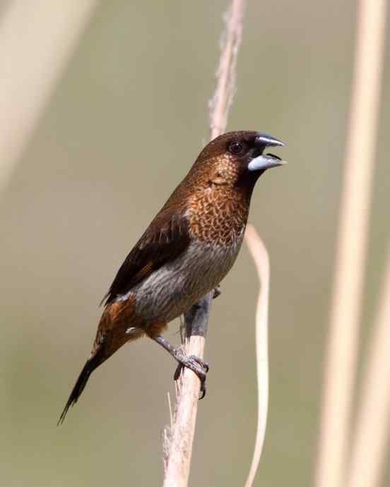婺源观鸟行之沿途观鸟篇 婺源观鸟行之沿途观鸟篇