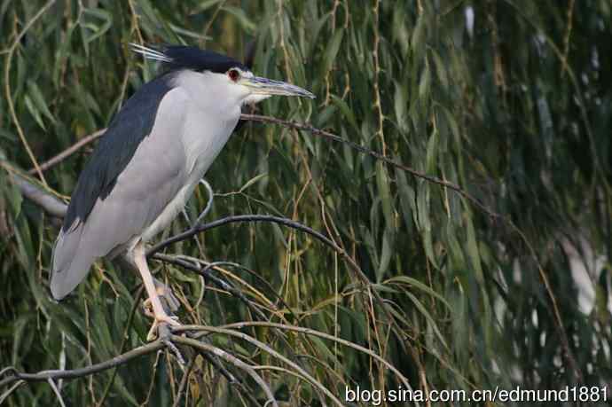 轻便的1000mm-3000mm的穷人大炮 轻便的1000mm-3000mm的穷人大炮