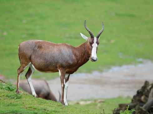 麒麟：传说的兽原型探秘（狷羚）