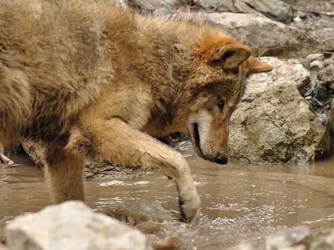 犬科：犬亚科犬属之灰狼