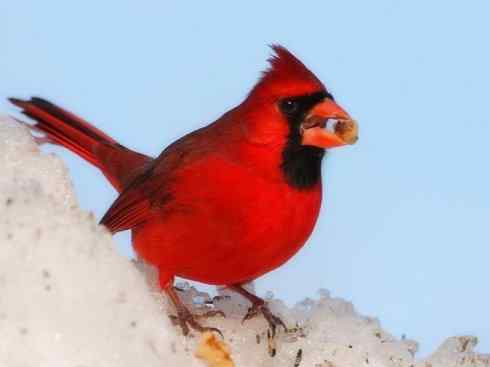 极品红色鸟类：红衣主教鸟