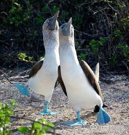 关于动物权利的立法探讨
