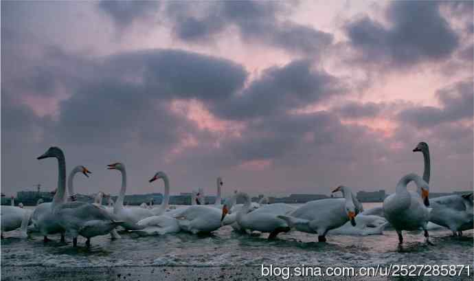 北京野鸟摄影——天鹅