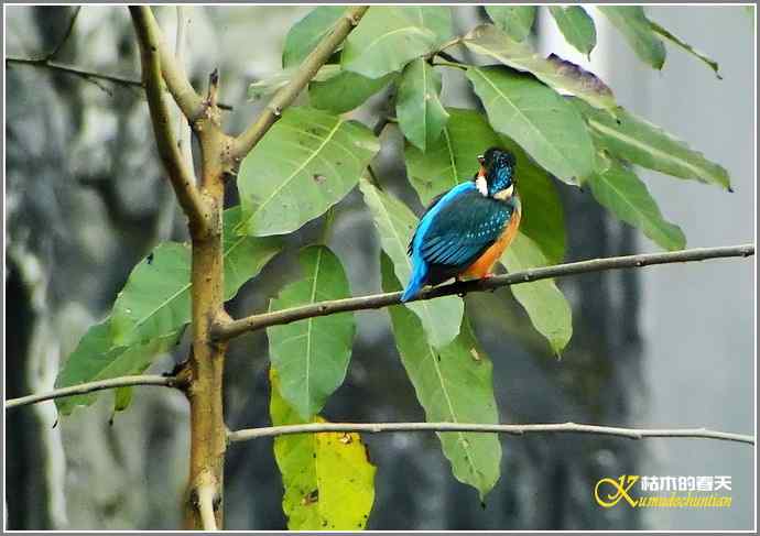 我与鈥溞〈溻澯懈鲈蓟帷菊掌