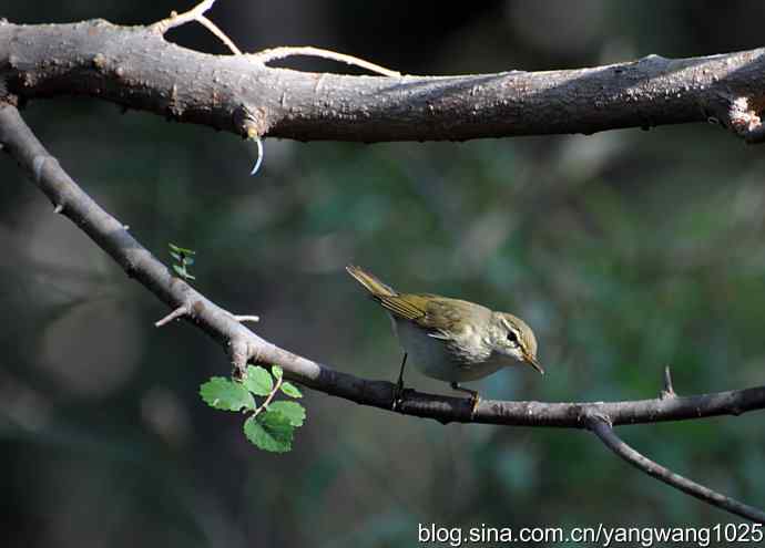 巨嘴柳莺（枝干篇）