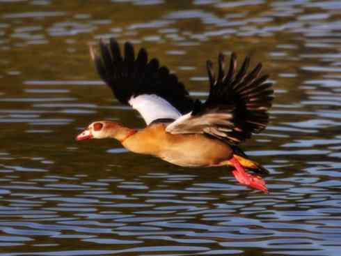 家禽驯化之源之三