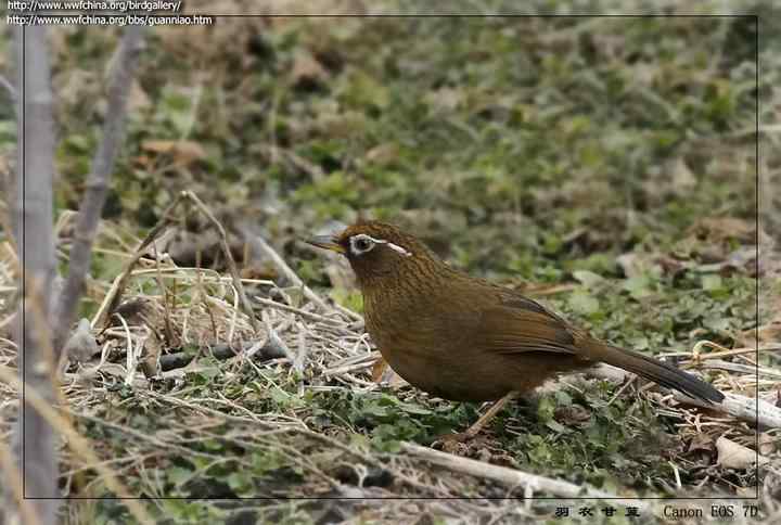 画眉饲养知识大全：画眉300问