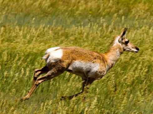 麒麟：传说的兽原型探秘（叉角羚）
