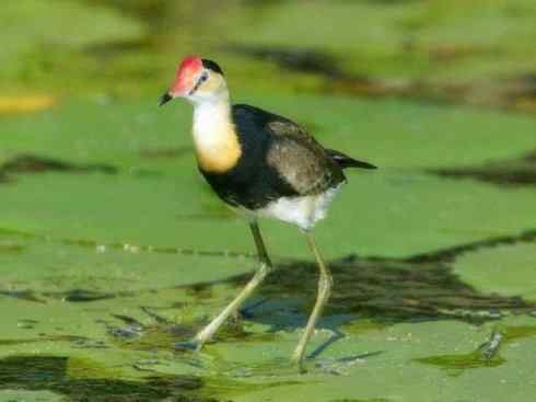 奇特的盔：非洲雉鸻