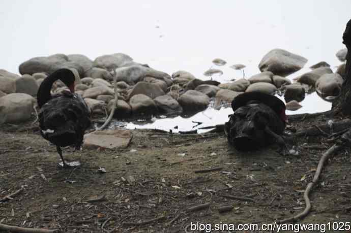 麋鹿的乐园 wbr3