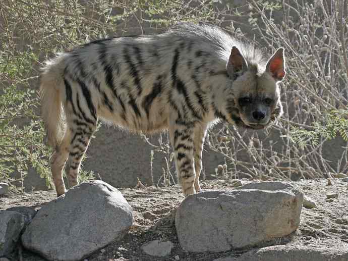 盘点十二大著名食蚁动物：土狼