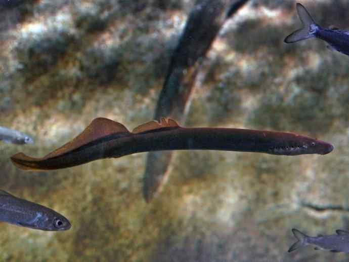 鱼类活化石：背眼七鳃鳗