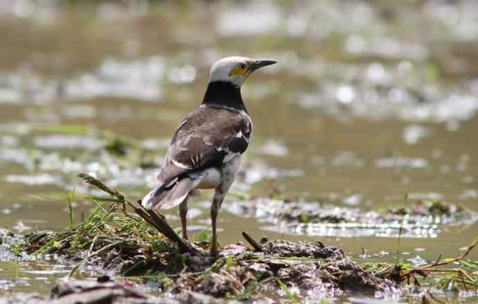 婺源观鸟行之沿途观鸟篇 婺源观鸟行之沿途观鸟篇