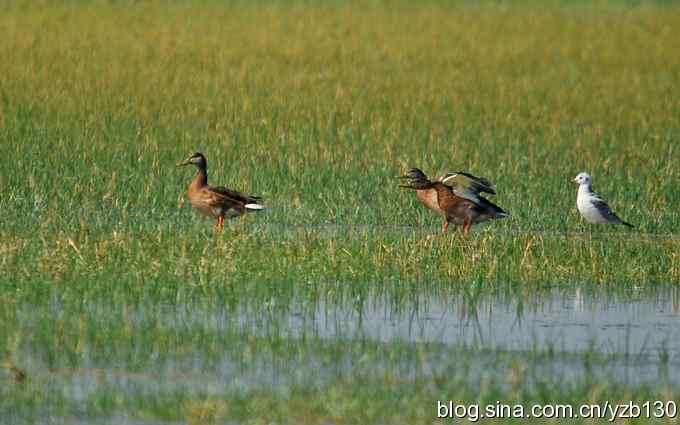 鸟的天堂9鈥斺斘诹核睾５哪信浣牵ㄗ橥迹