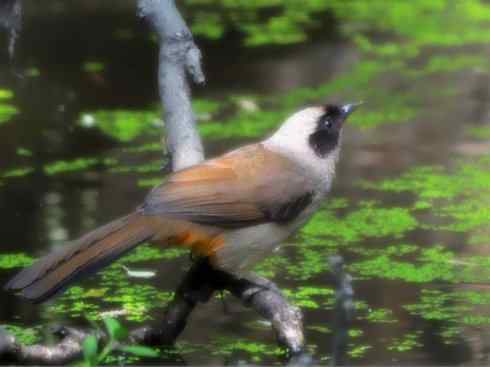 家禽驯化之源之十六