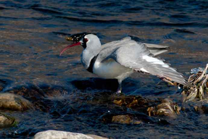 碧水飞侠.鹮嘴鹬