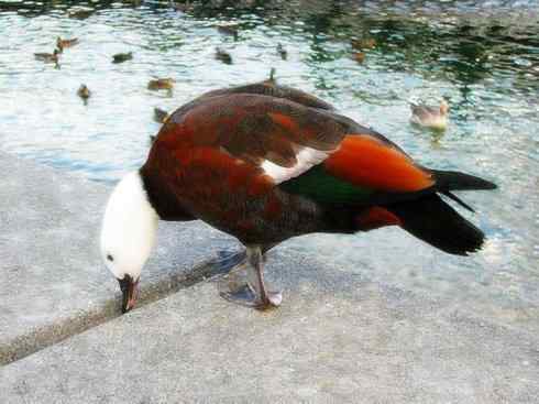 白头鸟系列:另类的美丽9 白头鸟系列:另类的美丽9