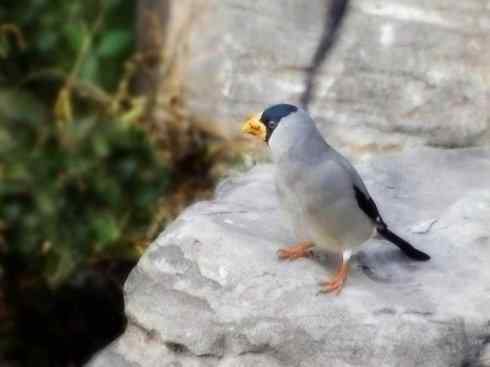 家禽驯化之源之二十二