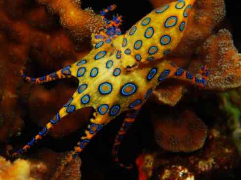 自然奇观：动物大迁徙(乌贼）