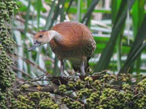 欣赏:美丽的树鸭 欣赏:美丽的树鸭