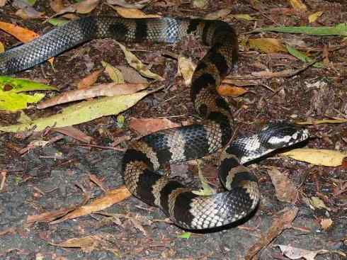 龙：传说的兽原型探秘（环蛇类）