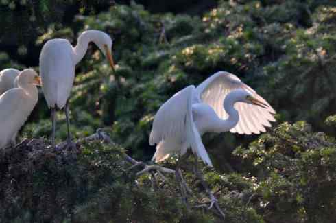 德国品牌650鈥1300镜头使用技巧摸索 德国品牌650—1300mm镜头使用技巧摸索