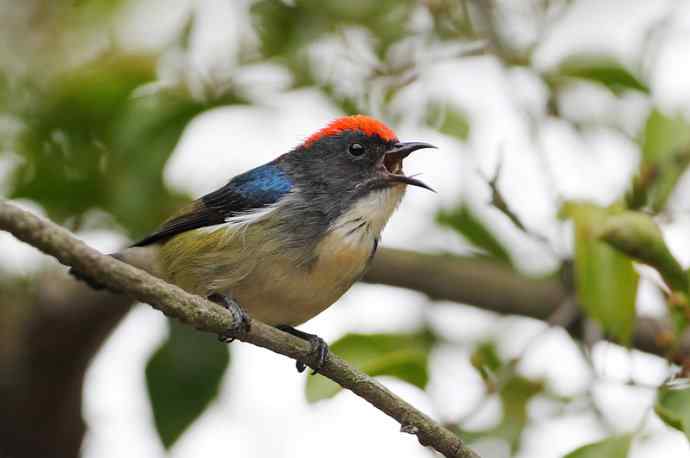 朱背情缘 朱背情缘
