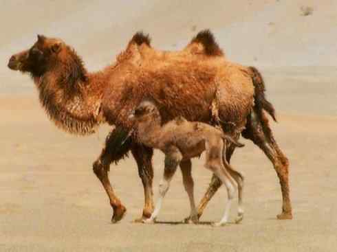 麒麟：传说的兽原型探秘（叉角羚）