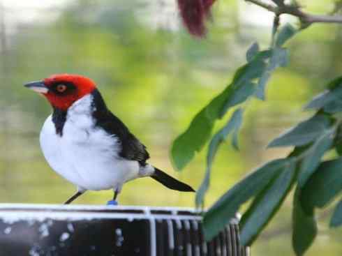 极品红色鸟类：红衣主教鸟