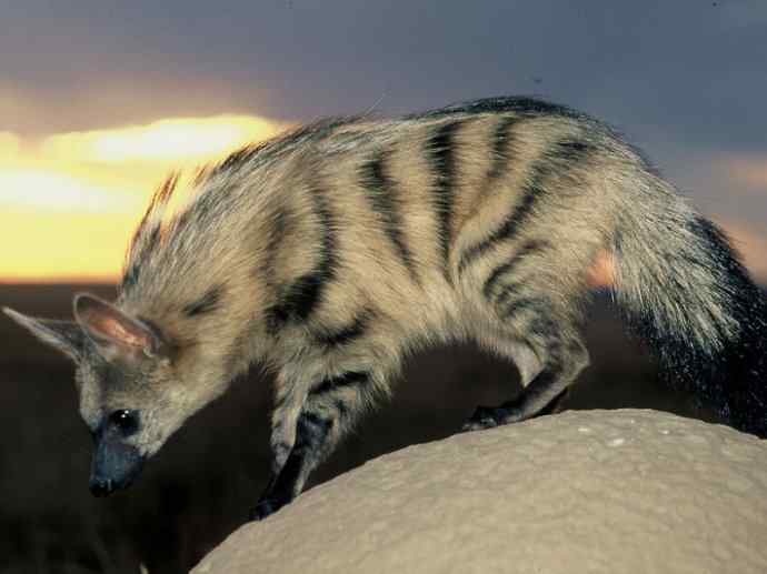 盘点十二大著名食蚁动物：土狼