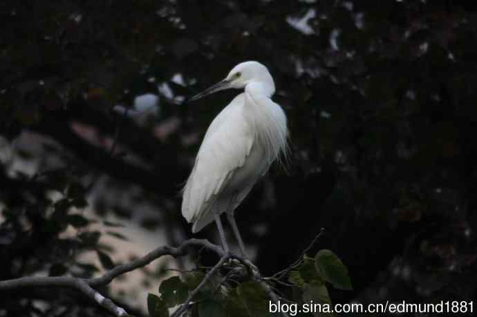 800mm的轻便大炮-望远镜摄影之习作