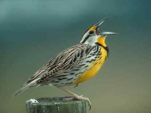 家禽驯化之源之二十八