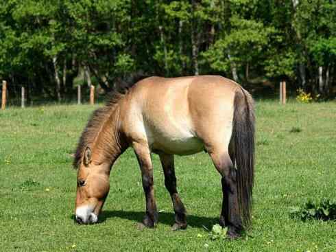 独角兽：传说的兽原型探秘（霍加狓）