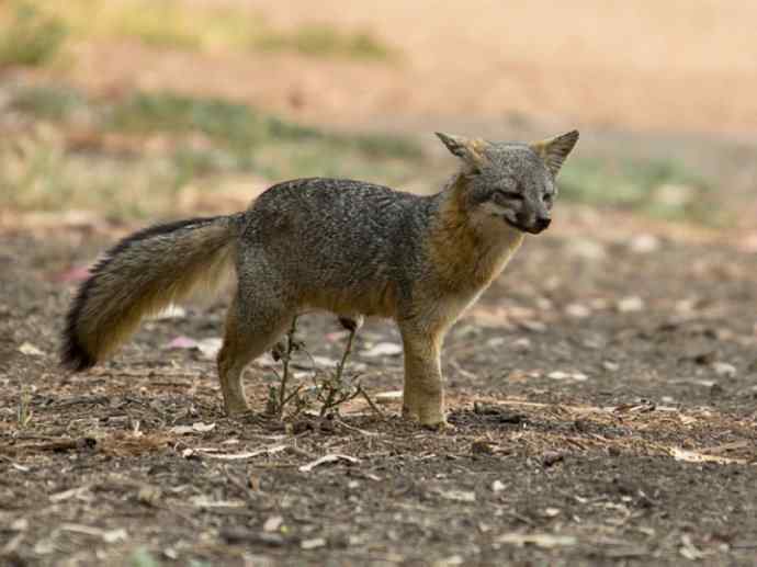 犬科：狐亚科灰狐属之灰狐、岛屿灰狐