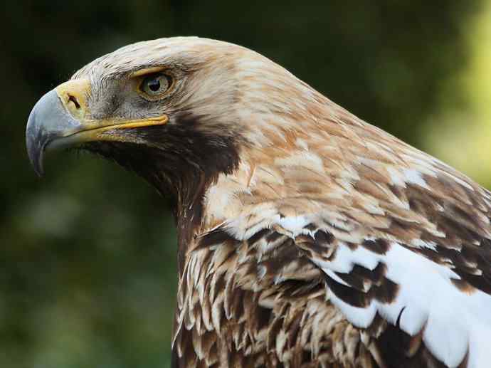 犬科：狐亚科灰狐属之灰狐、岛屿灰狐