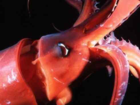 自然奇观：动物大迁徙(乌贼）