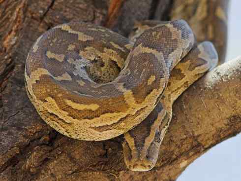 龙：传说的兽原型探秘（蟒蛇类）