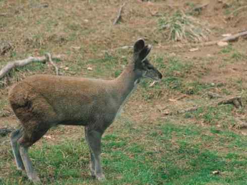 麒麟：传说的兽原型探秘（长颈鹿）